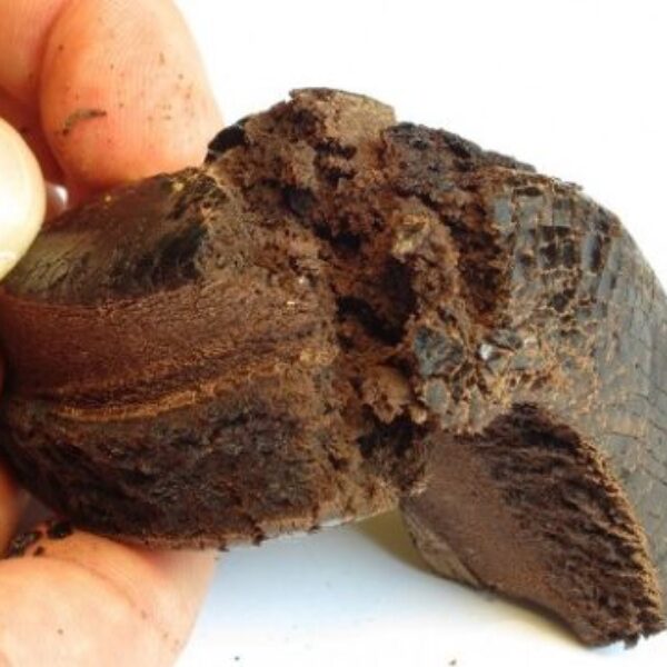 Buy Afghan Black Hash