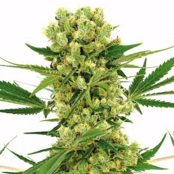 Amnesia Haze Feminized Seeds