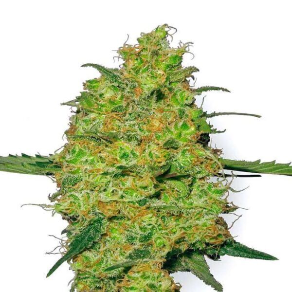 Master Kush Regular Seeds