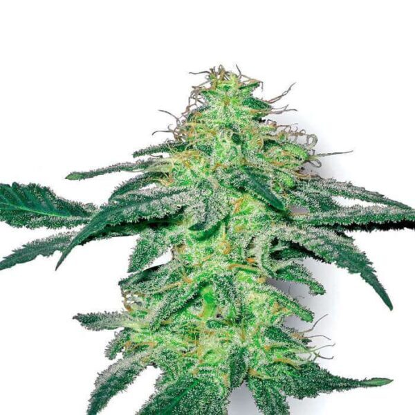 White Skunk Regular Seeds