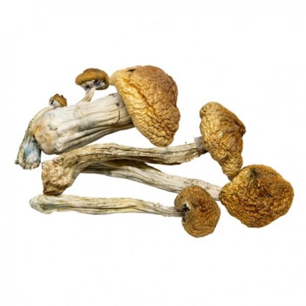 B+ Psilocybin Cubensis